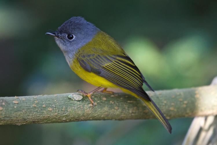 Grey-headed canary-flycatcher Greyheaded Canaryflycatcher Culicicapa ceylonensis videos