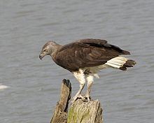 Grey-headed fish eagle httpsuploadwikimediaorgwikipediacommonsthu