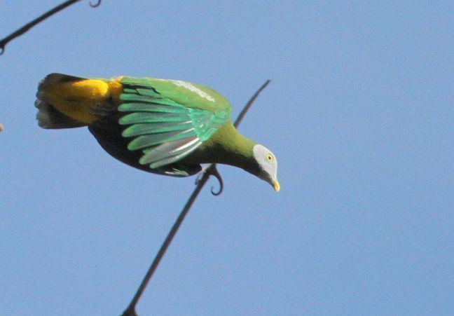 Grey-headed fruit dove Oriental Bird Club Image Database Greyheaded Fruit Dove