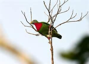 Grey-headed fruit dove More on Ptilinopus hyogastrus Greyheaded Fruit Dove