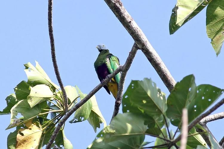 Grey-headed fruit dove Greyheaded Fruitdove Ptilinopus hyogastrus videos photos and