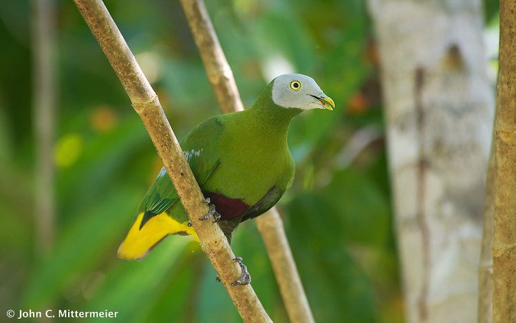 Grey-headed fruit dove Grayheaded Fruitdove Ptilinopus hyogastrus AketajaweL Flickr