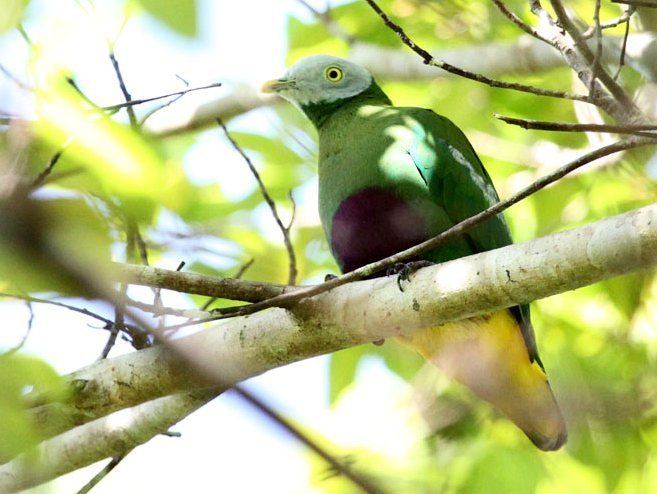 Grey-headed fruit dove Oriental Bird Club Image Database Greyheaded Fruit Dove