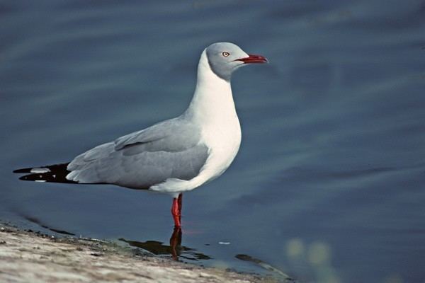 Grey-headed gull Greyheaded Gull Birds I39ve seen Pinterest Africa South