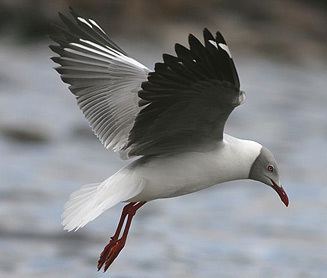 Grey-headed gull wwwbiodiversityexplorerorgbirdslaridaeimages