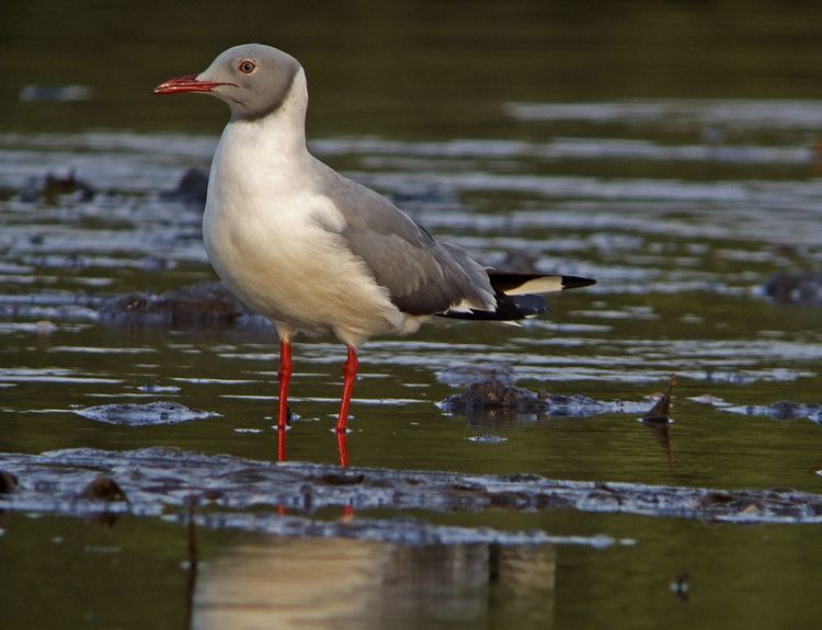 Grey-headed gull Greyheaded gull Wikipedia