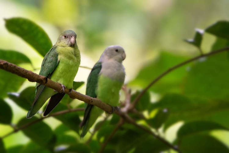 Grey-headed lovebird Grey Headed Lovebird For Sale Parrots Breed Information Omlet