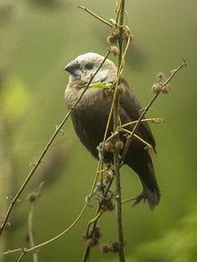 Grey-headed mannikin httpsuploadwikimediaorgwikipediacommonsthu