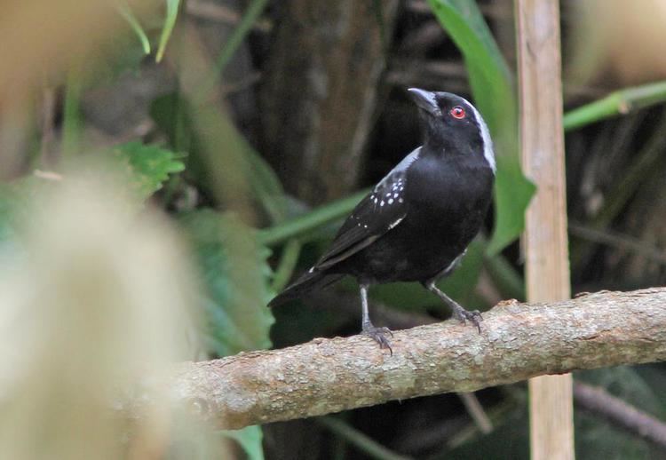 Grey-headed nigrita wwwhbwcomsitesdefaultfilesstylesibc1kpubl