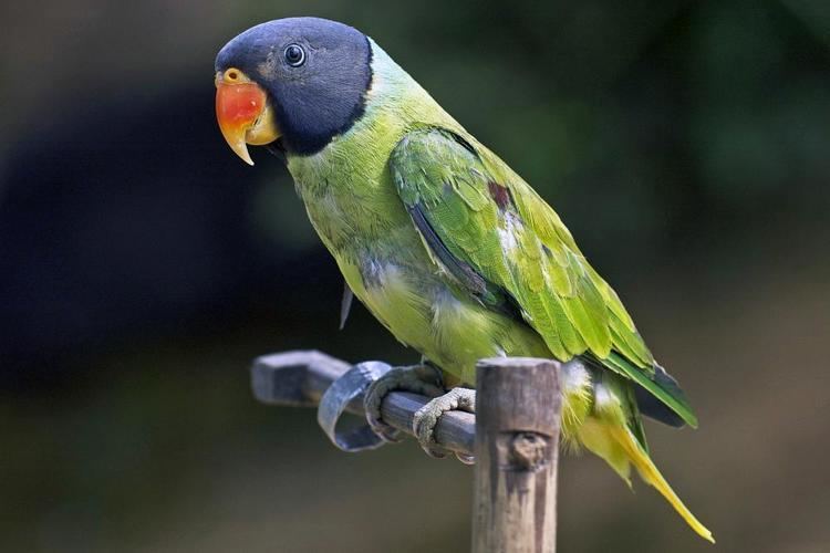 Grey headed parakeet - Alchetron, The Free Social Encyclopedia