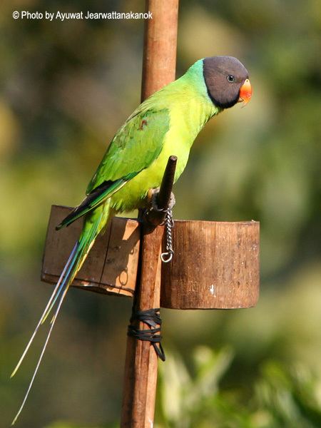 Grey-headed parakeet orientalbirdimagesorgimagesdataimg7161jpg