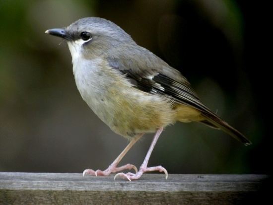 Grey-headed robin wwwbirdforumnetopusimagesthumbaaaGreyhead