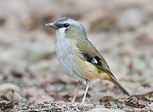 Grey-headed robin Greyheaded robin Wikipedia