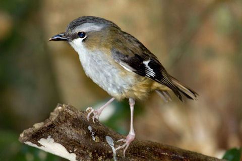 Grey-headed robin Greyheaded Robin Geoff 13