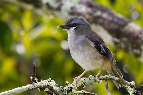 Grey-headed robin Greyheaded Robin Bushpea 611