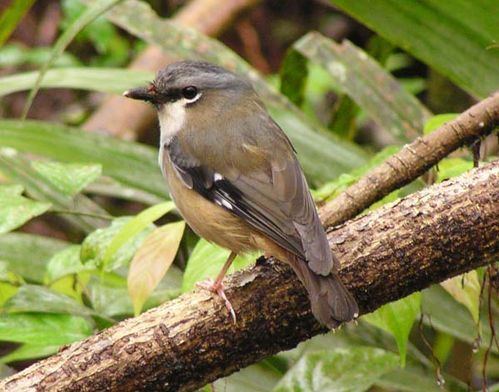 Grey-headed robin Greyheaded Robin Poecilodryas albispecularis