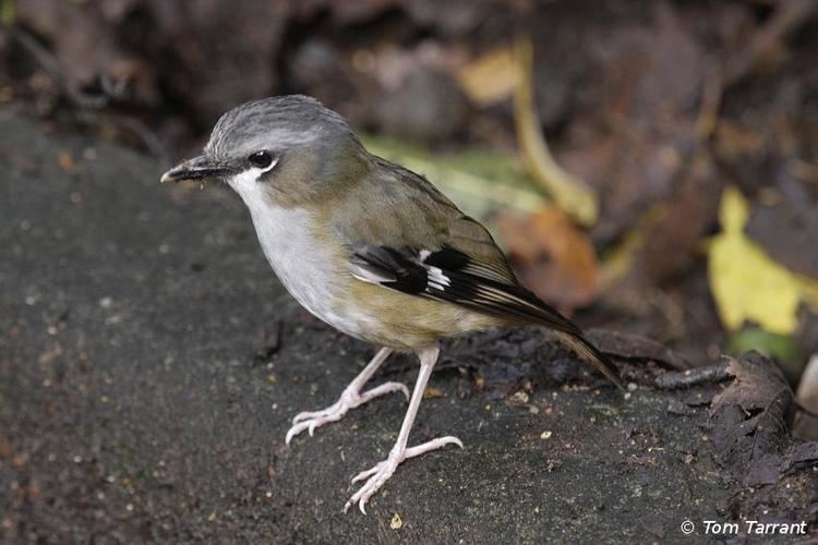 Grey-headed robin Greyheaded Robin Heteromyias cinereifrons videos photos and