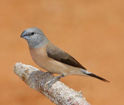 Grey-headed silverbill The Greyheaded Silverbill Lonchura griseicapilla also known as