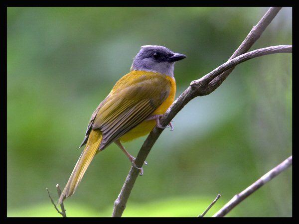 Grey-headed tanager Mangoverde World Bird Guide Photo Page Grayheaded Tanager