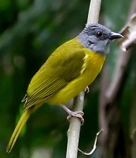 Grey-headed tanager Belize Photo Gallery