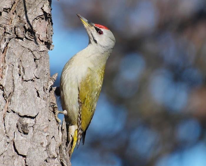 Grey-headed woodpecker Surfbirds Online Photo Gallery Search Results