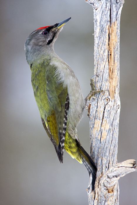 Grey-headed woodpecker Greyheaded Woodpecker Conny Lundstrm Vildmarksfotograf