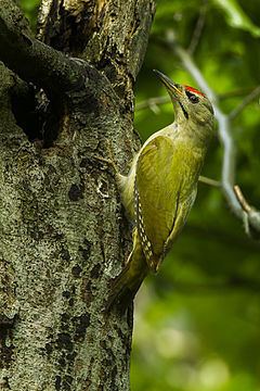 Grey-headed woodpecker httpsuploadwikimediaorgwikipediacommonsthu