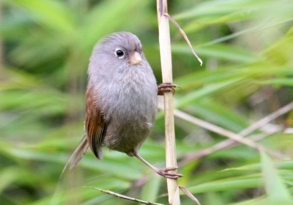 Grey-hooded parrotbill Surfbirds Online Photo Gallery Search Results