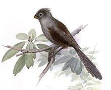 Grey-hooded parrotbill httpsuploadwikimediaorgwikipediacommonsthu
