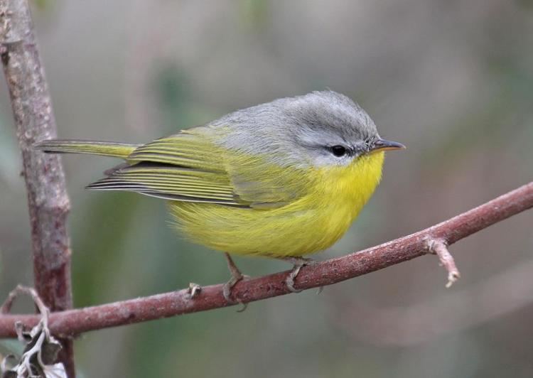 Grey-hooded warbler Greyhooded Warbler Seicercus xanthoschistos videos photos and