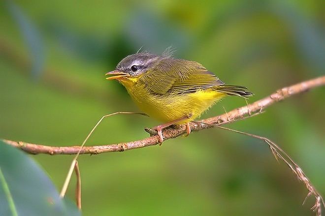 Grey-hooded warbler Oriental Bird Club Image Database Greyhooded Warbler Seicercus