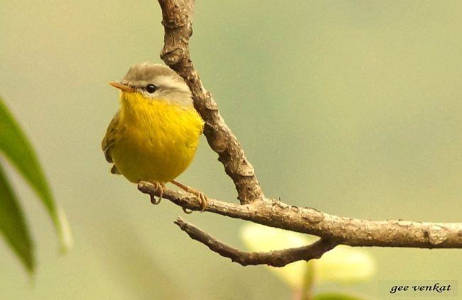 Grey-hooded warbler Oriental Bird Club Image Database Greyhooded Warbler Seicercus