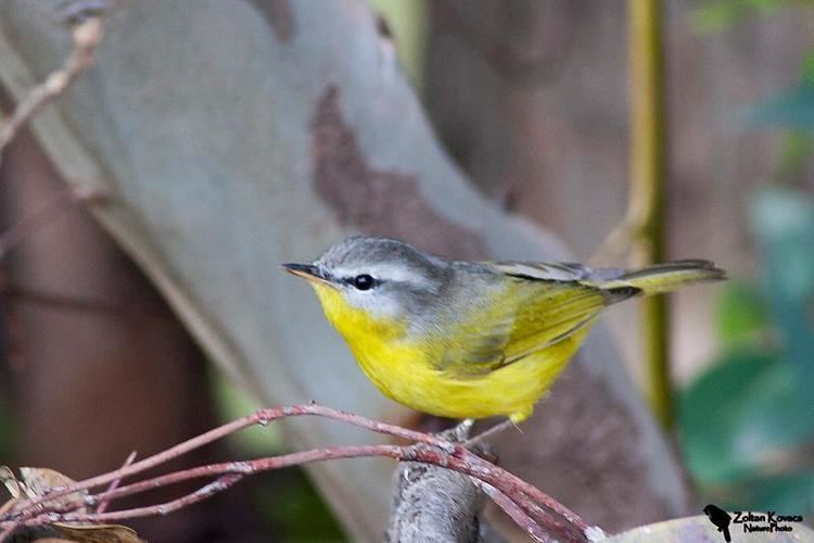 Grey-hooded warbler Greyhooded Warbler Seicercus xanthoschistos Islamabad greenbelt