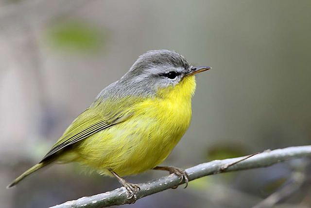 Grey-hooded warbler Oriental Bird Club Image Database Greyhooded Warbler Seicercus