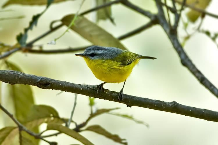 Grey-hooded warbler Greyhooded Warbler Seicercus xanthoschistos videos photos and