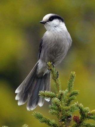 Grey jay httpswwwallaboutbirdsorgguidePHOTOLARGEgr