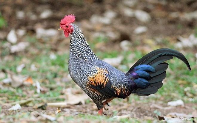 Grey junglefowl Oriental Bird Club Image Database Grey Junglefowl Gallus sonneratii