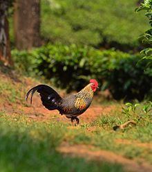 Grey junglefowl httpsuploadwikimediaorgwikipediacommonsthu