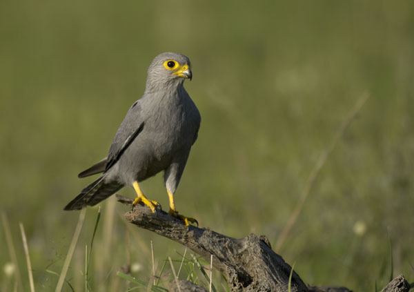 Grey kestrel Malcolm Schuyl Wildlife Photography Grey Kestrel Falco ardosiaceus