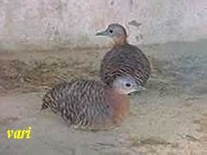 Grey-legged tinamou More on Cynanthus latirostris Broadbilled Hummingbird