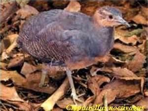 Grey-legged tinamou httpssmediacacheak0pinimgcomoriginals2d