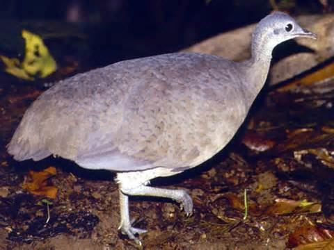 Grey-legged tinamou More on Crypturellus duidae Greylegged Tinamou