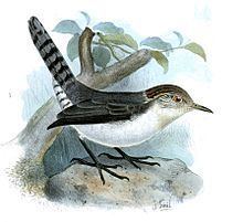 Grey-mantled wren httpsuploadwikimediaorgwikipediacommonsthu