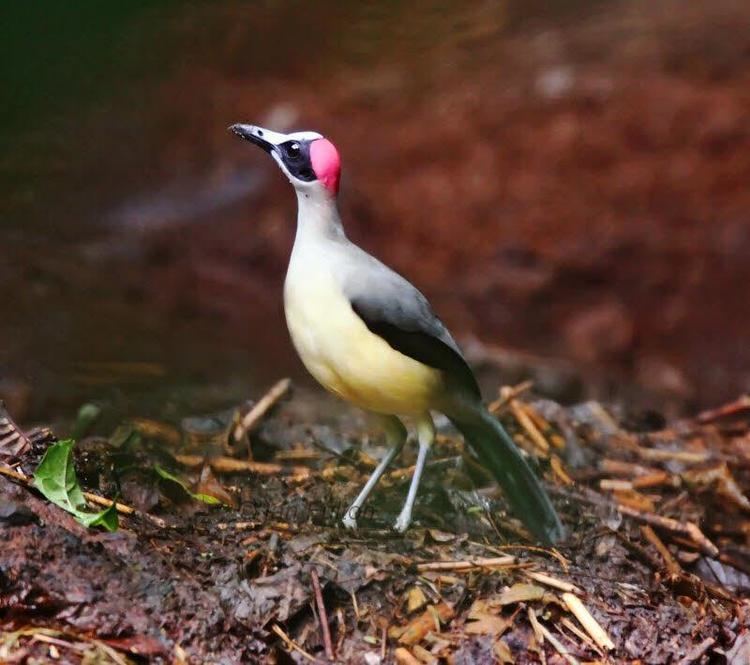 Grey-necked rockfowl Greynecked Picathartes Picathartes oreas videos photos and sound