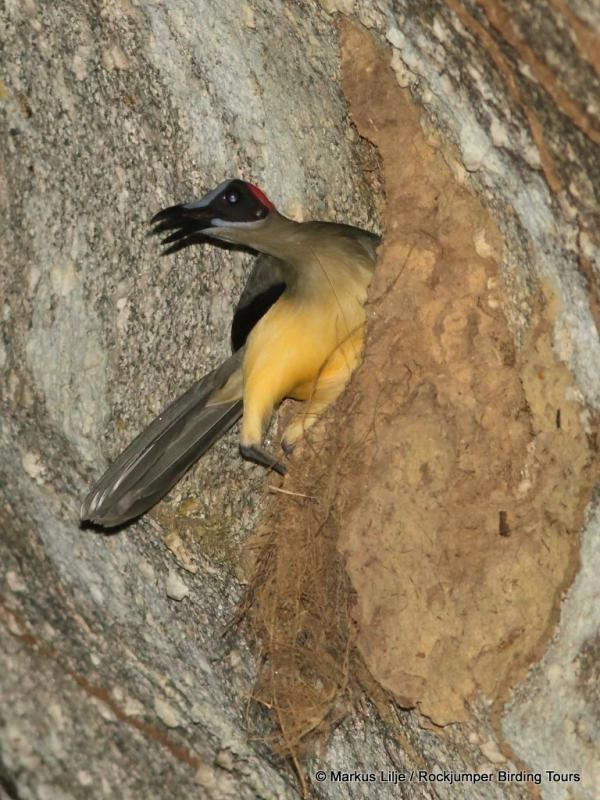 Grey-necked rockfowl Greynecked Picathartes Picathartes oreas videos photos and sound