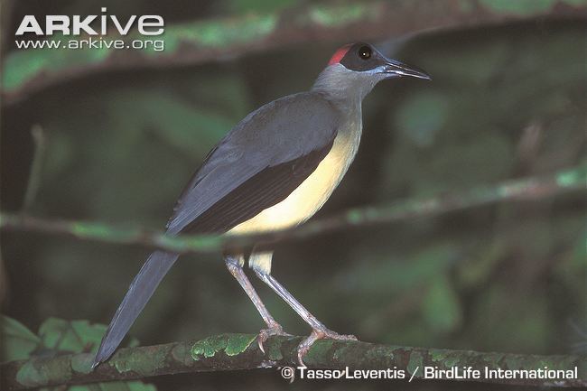 Grey-necked rockfowl Greynecked rockfowl videos photos and facts Picathartes oreas