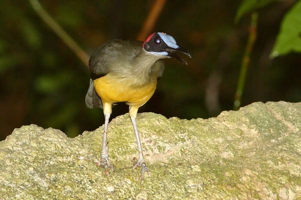 Grey-necked rockfowl Rockjumper Worldwide Birding Adventures Picathartes Africa39s