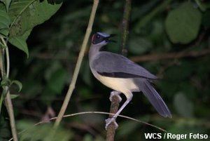 Grey-necked rockfowl Greynecked picathartes or Rockfowl