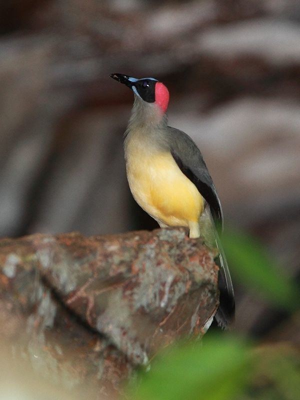 Grey-necked rockfowl The Greynecked Picathartes Picathartes oreas MacroBird