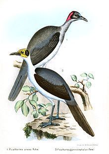 Grey-necked rockfowl httpsuploadwikimediaorgwikipediacommonsthu